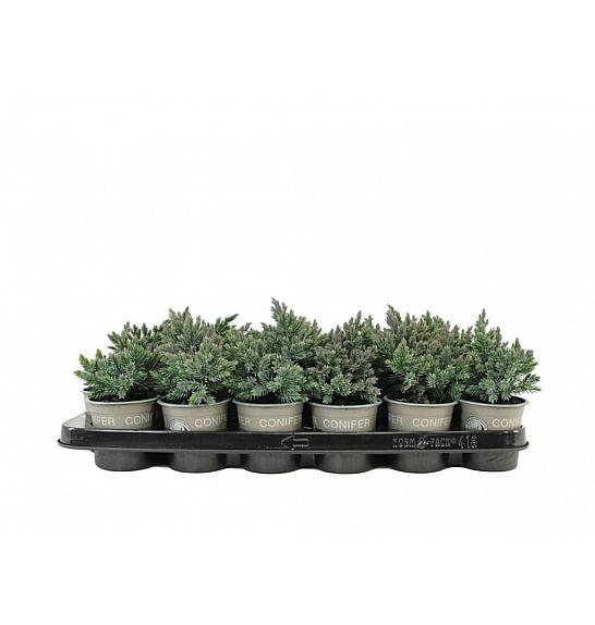 Juniperus squamata Blue Star Ø9