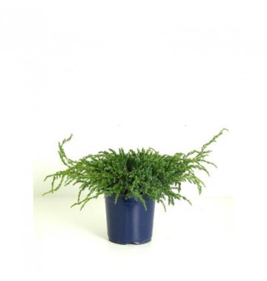 Juniperus squamata Blue Carpet C2 Lit.15-20 cm