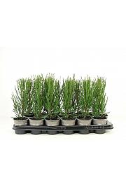 Juniperus scopulorum Blue Arrow Ø9