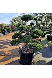 Juniperus sabina Rockery Gem C130 Lit. 130-140 cm Bonsai new