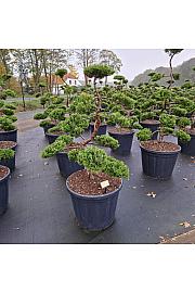 Juniperus sabina Rockery Gem C110 Lit.100-120 cm Bonsai