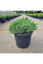Juniperus procumbens Nana C8 Lit. 30-40 cm