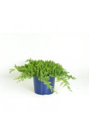Juniperus procumbens Nana C5 Lit. 20-30 cm