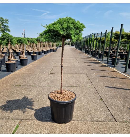 Juniperus procumbens Nana C15 Lit. Na steblu 60 cm