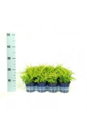 Juniperus pfitzeriana Old Gold Ø11 10-15 cm