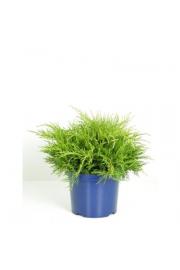 Juniperus pfitzeriana Old Gold C5 Lit. 20-30 cm