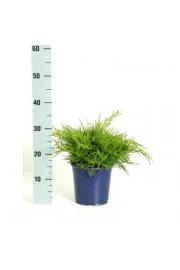 Juniperus pfitzeriana Old Gold C2 Lit. 15-20 cm