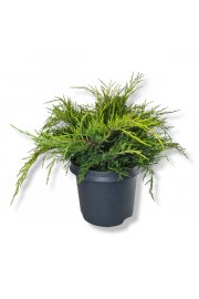Juniperus pfitzeriana Old Gold C1 Lit. 10-15 cm