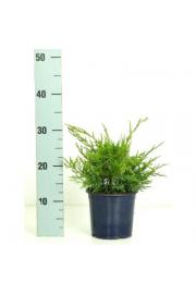 Juniperus pfitzeriana Mint Julep Ø15 20-30 cm