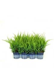 Juniperus pfitzeriana Mint Julep Ø11 10-15 cm