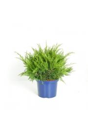 Juniperus pfitzeriana Mint Julep C5 Lit. 30-40 cm