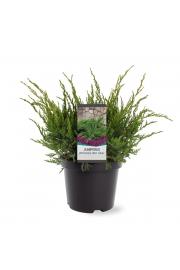 Juniperus pfitzeriana Mint Julep C1 Lit. 15-20 cm