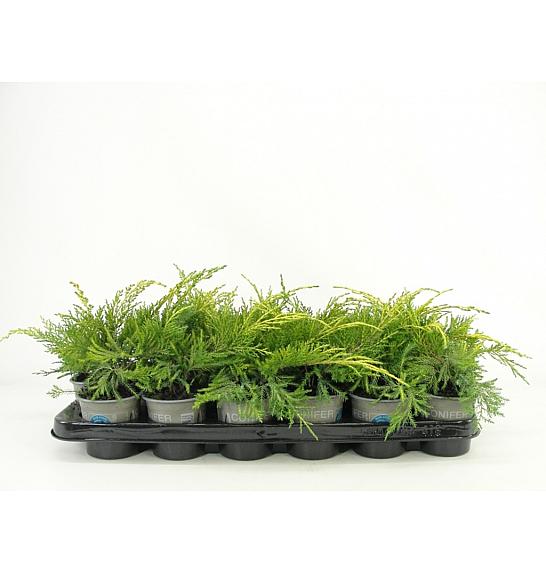Juniperus pfitzeriana King of Spring Ø9