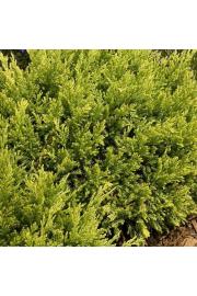 Juniperus pfitzeriana Gold Star Ø15 15-20 cm