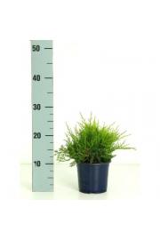 Juniperus pfitzeriana Gold Coast C1 Lit. 15-20 cm