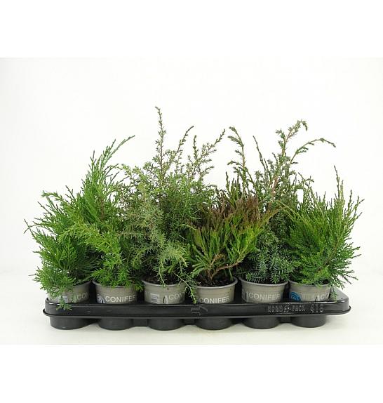 Juniperus Mix Ø9