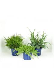 Juniperus Mix C5 Lit. 30-40 cm
