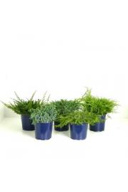 Juniperus Mix C2 Lit. 15-20 cm