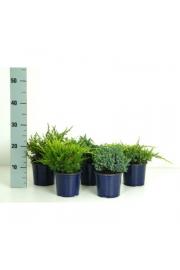 Juniperus Mix C1 Lit. 15-20 cm