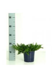 Juniperus horizontalis Wiltonii Ø 15 15-20 cm