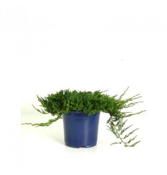 Juniperus horizontalis Wiltonii C2 Lit. 15-20 cm