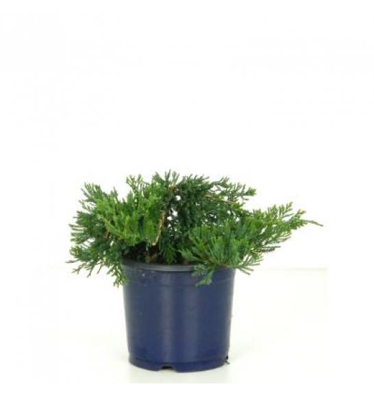 Juniperus horizontalis Wiltonii C1 Lit. 10-15 cm
