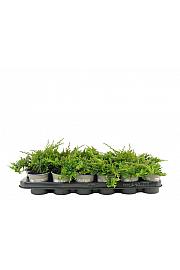 Juniperus horizontalis Golden Carpet Ø9