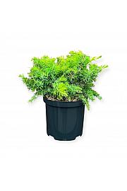 Juniperus conferta All Gold C2,5 Lit. 20-25 cm