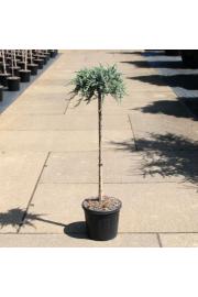 Juniperus communis Siberica C11 Lit. Na steblu 80 cm