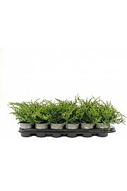 Juniperus communis Repanda Ø9