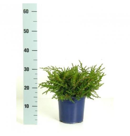 Juniperus communis Repanda C2 Lit. 15-20 cm