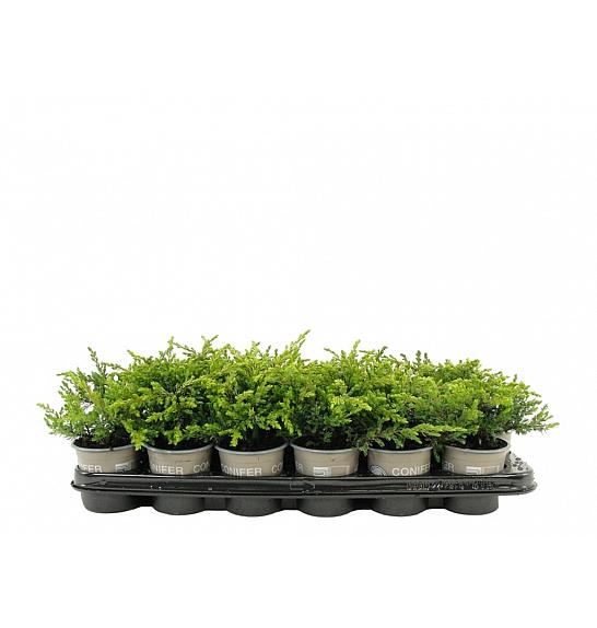 Juniperus communis Goldschatz Ø9