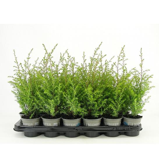 Juniperus communis Gold Cone Ø9