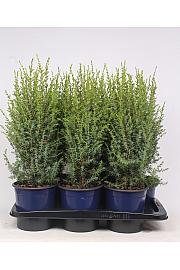Juniperus communis Arnold C2 Lit. 40-60 cm