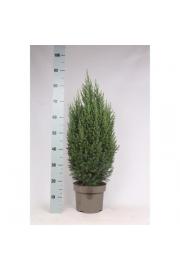 Juniperus chinensis Stricta C5 Lit. 40-60 cm