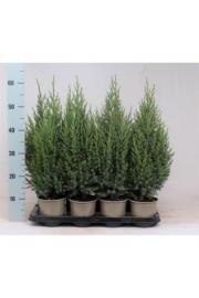Juniperus chinensis Stricta C1 Lit. 15-20 cm