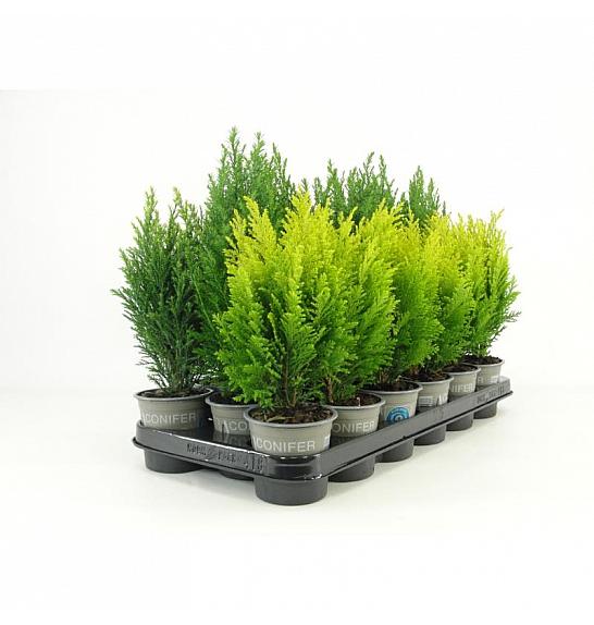 Juniperus chinensis Blue Alps Ø9