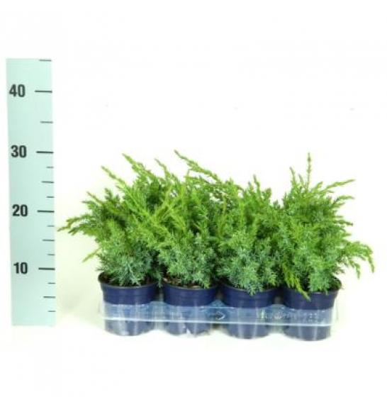 Juniperus chinensis Blue Alps Ø11 10-15 cm