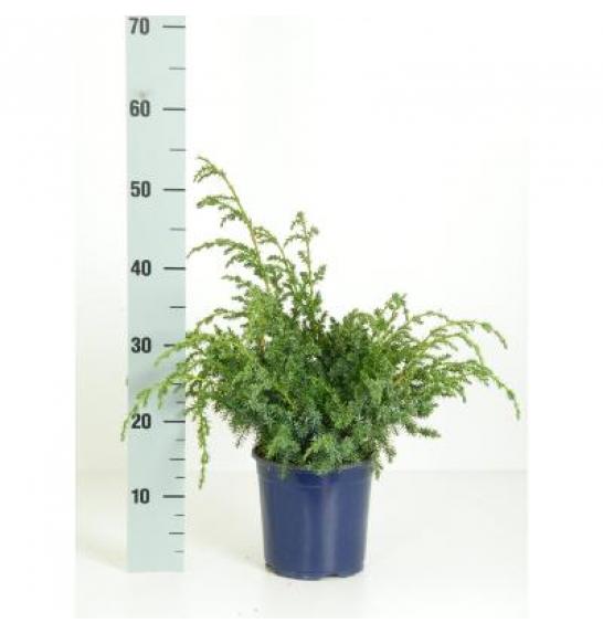 Juniperus chinensis Blue Alps C2 Lit. 20-30 cm