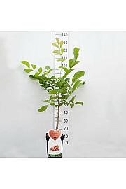 Juglans regia C5 Lit. 80-100 cm Patio