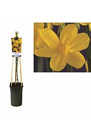 Jasminum nudiflorum C2,5 Lit. 40-60 cm