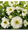 Jagode Summer Breeze White Ø10,5