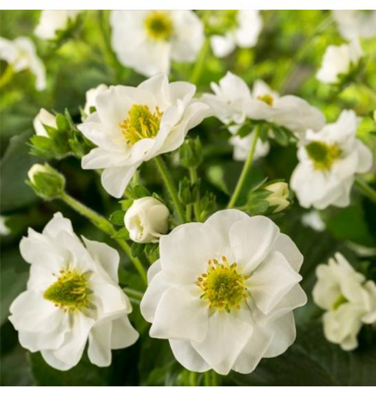 Jagode Summer Breeze White Ø 10,5