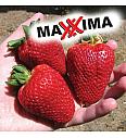 Jagoda Maxxima Ø10,5