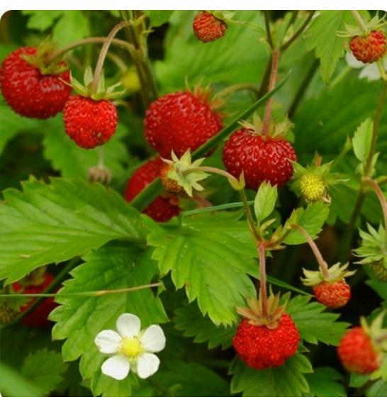 Jagoda Alexandria Ø10,5