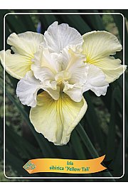 Iris sibirica Yellow Tail Ø11