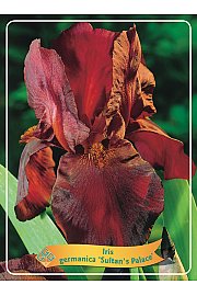 Iris germanica Sultans Palace Ø11