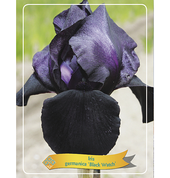 Iris germanica Black Watch Ø11
