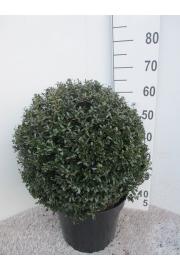 Ilex crenata Stokes C15 Lit. Krogla 40 cm