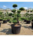 Ilex crenata Impala® C230 Lit. 150-175 cm Bonsai